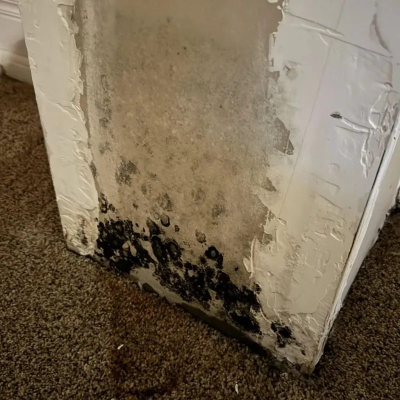 Professional Mold Removal in Springboro, OH